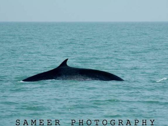 সোয়াচ অফ নো গ্রাউন্ড