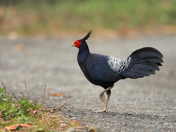 খাদিম নগর