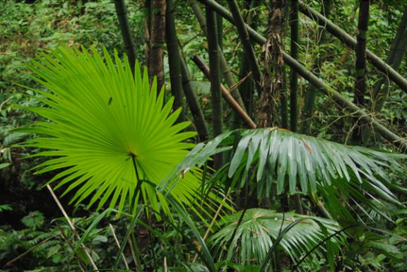 খাদিম নগর