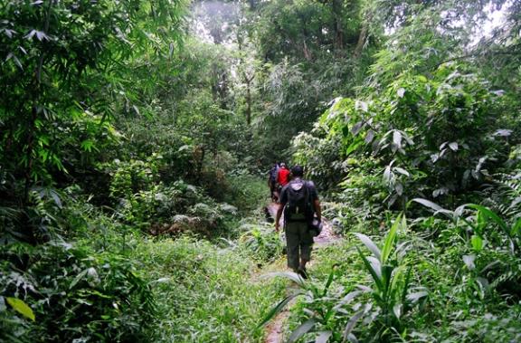 লাউয়াছড়া