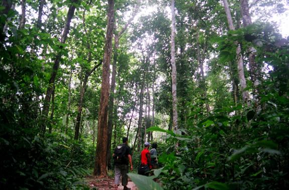 লাউয়াছড়া