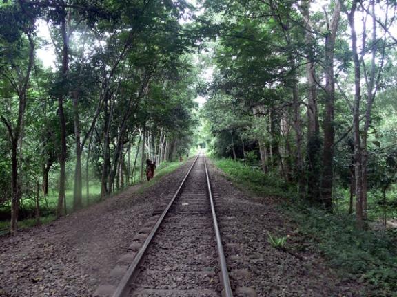 লাউয়াছড়া