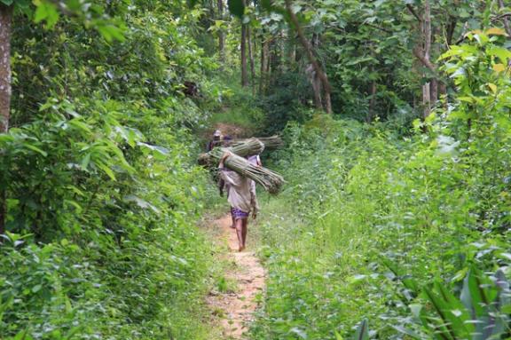 রেমা কালিঙ্গা