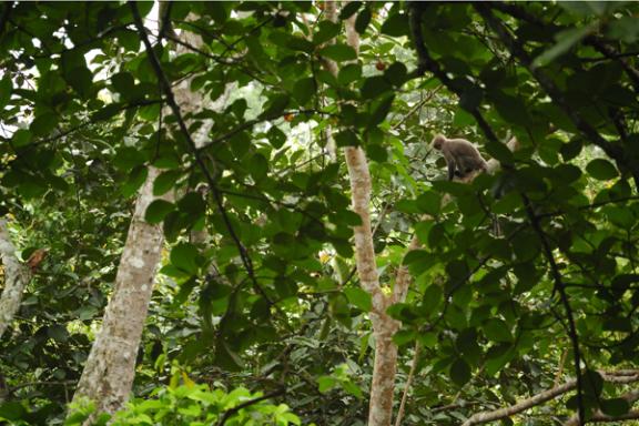 রেমা কালিঙ্গা