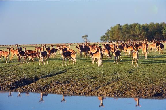 আমার দেখা নিঝুম দ্বীপ