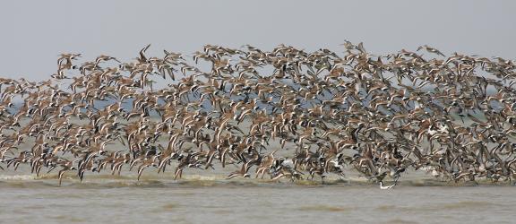 আমার দেখা নিঝুম দ্বীপ