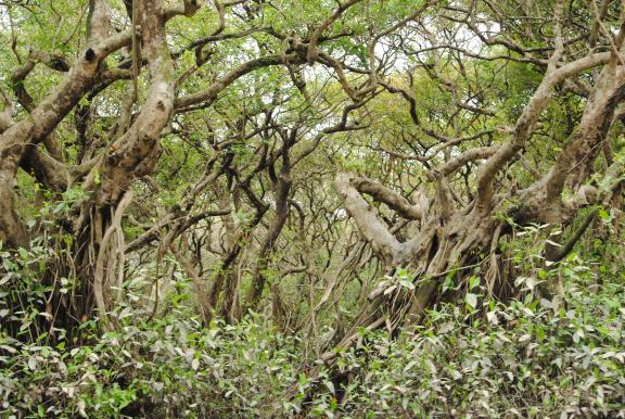 রাতারগুল টু চিকনাগুলি