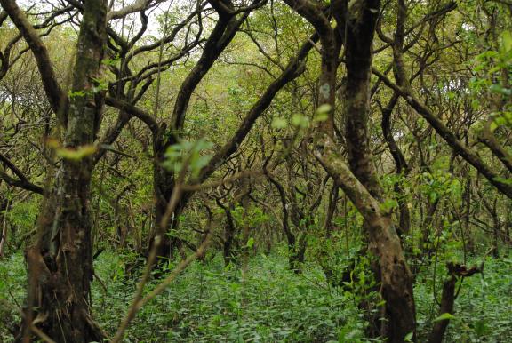 রাতারগুল টু চিকনাগুলি