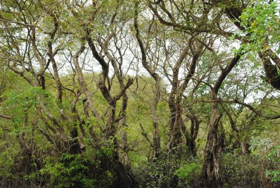 রাতারগুল টু চিকনাগুলি