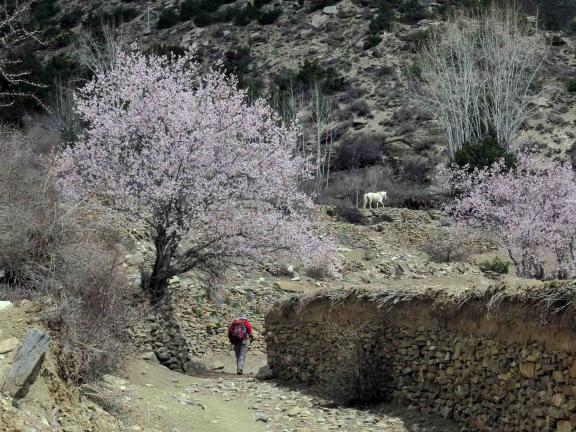 আপার মুস্তাং ট্রেক (নেপাল)