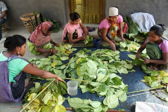 হরিণছড়ায় নিরালা